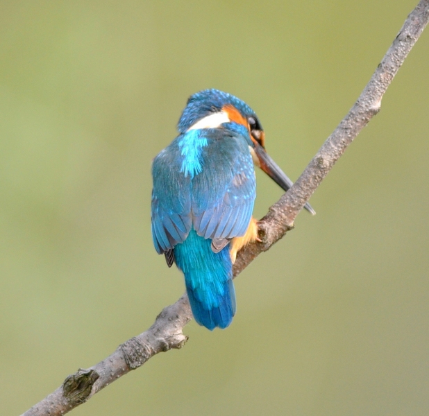 Un Martino obbediente